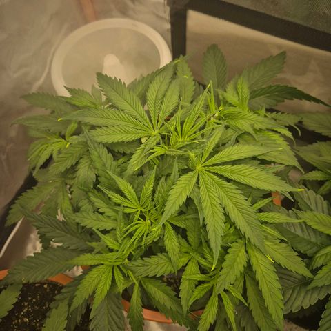 Afghani #1 (45-50bt) growlog timeline photo