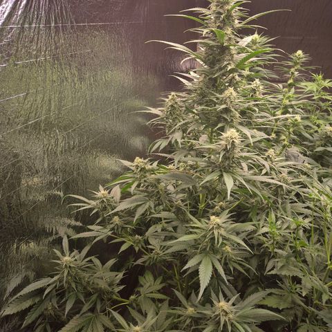 Black Domina 💃 growlog timeline photo