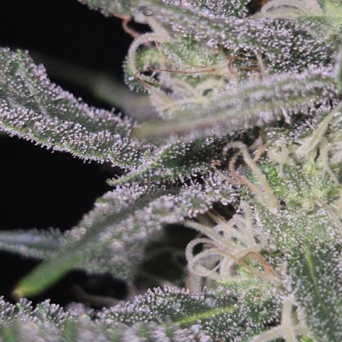 Moby 🍆  growlog timeline photo