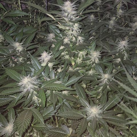 Moby 🍆  growlog timeline photo