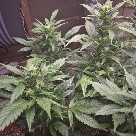 Moby 🍆  growlog timeline photo