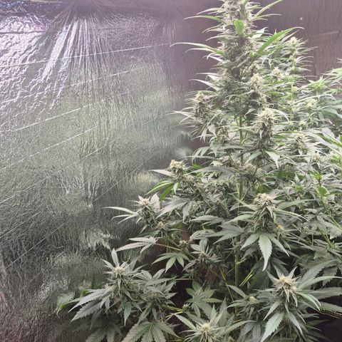 Black Domina 💃 growlog timeline photo