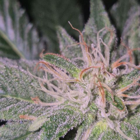 Moby 🍆  growlog timeline photo