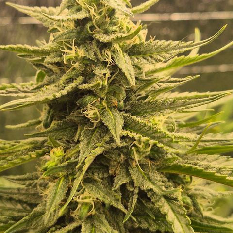 Black Domina 💃 growlog timeline photo