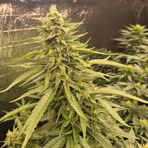 Black Domina 💃 growlog timeline photo