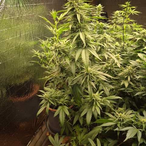 Black Domina 💃 growlog timeline photo