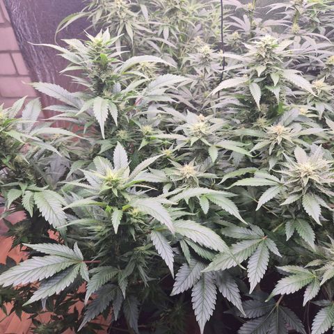 Moby 🍆  growlog timeline photo
