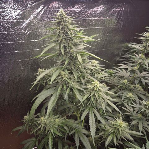 Black Domina 💃 growlog timeline photo