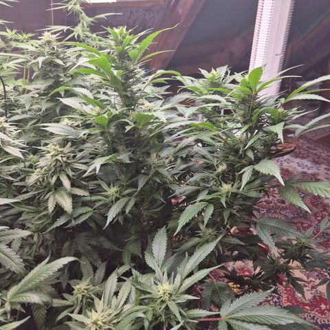 Moby 🍆  growlog timeline photo