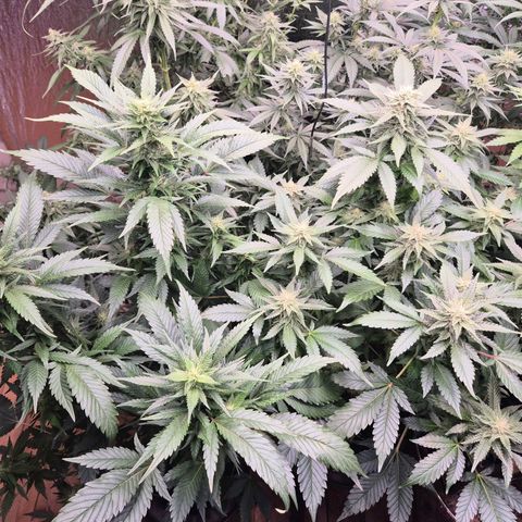 Moby 🍆  growlog timeline photo
