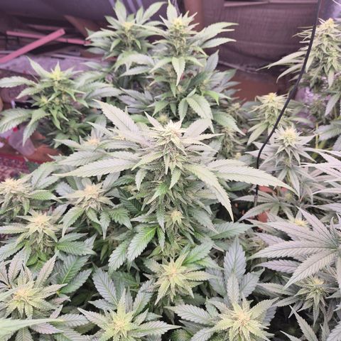 Moby 🍆  growlog timeline photo