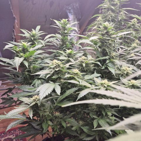 Moby 🍆  growlog timeline photo