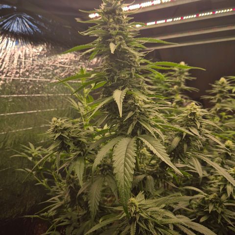 Black Domina 💃 growlog timeline photo
