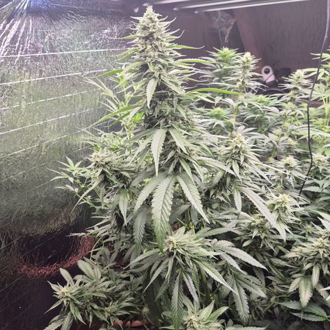 Black Domina 💃 growlog timeline photo