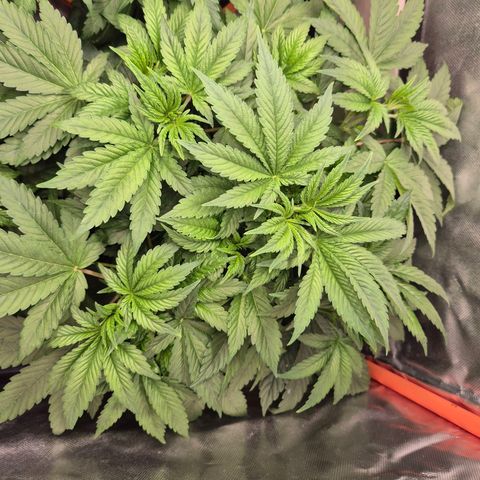 Biscotti (56-70bt) growlog timeline photo