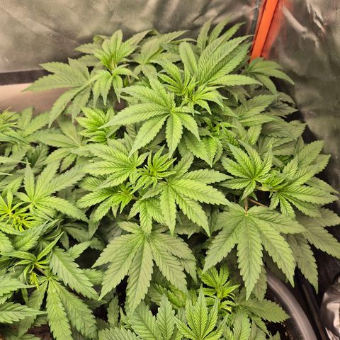 Biscotti (56-70bt) growlog timeline photo