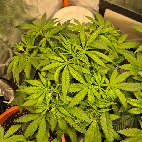Afghani #1 (45-50bt) growlog timeline photo