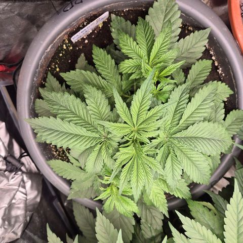 WTF- Königin Mimosa evo 👑👑👑 (65-70bt) growlog timeline photo