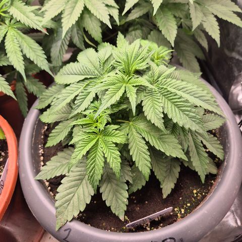 WTF- Königin Mimosa evo 👑👑👑 (65-70bt) growlog timeline photo