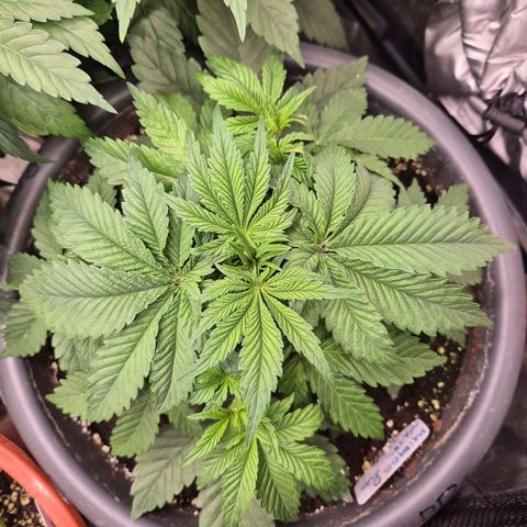 WTF- Königin Mimosa evo 👑👑👑 (65-70bt) growlog timeline photo