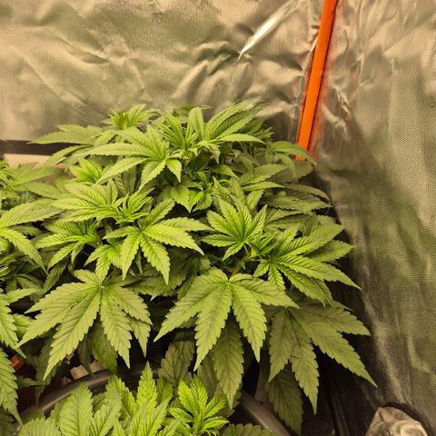 Biscotti (56-70bt) growlog timeline photo