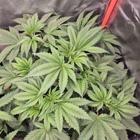 Biscotti (56-70bt) growlog timeline photo
