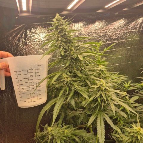 Black Domina 💃 growlog timeline photo