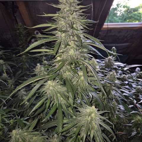 Black Domina 💃 growlog timeline photo