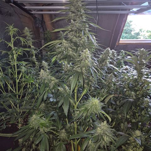 Black Domina 💃 growlog timeline photo
