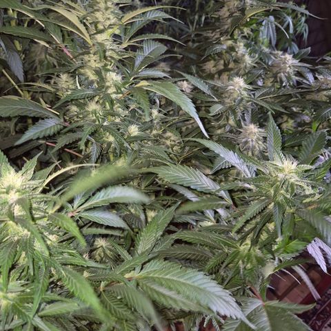 Moby 🍆  growlog timeline photo