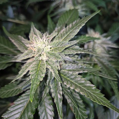 Moby 🍆  growlog timeline photo