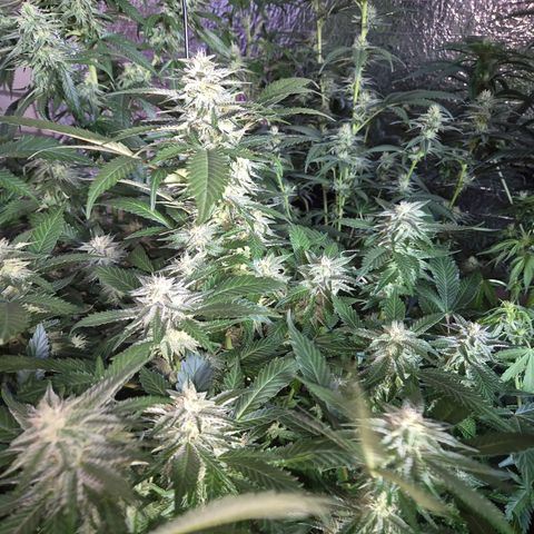 Moby 🍆  growlog timeline photo