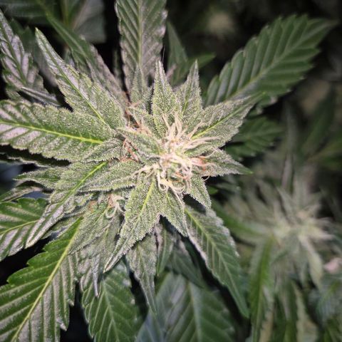 Moby 🍆  growlog timeline photo