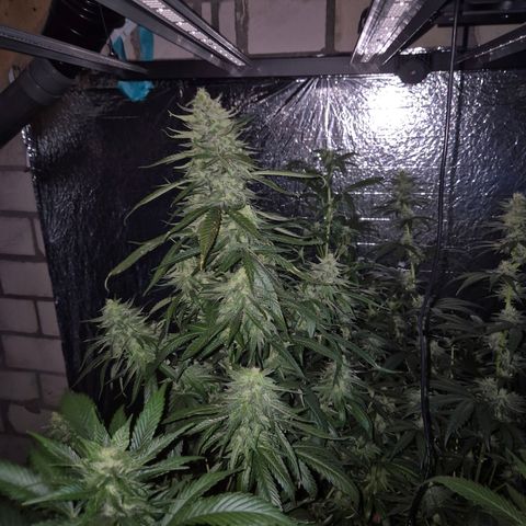 Black Domina 💃 growlog timeline photo