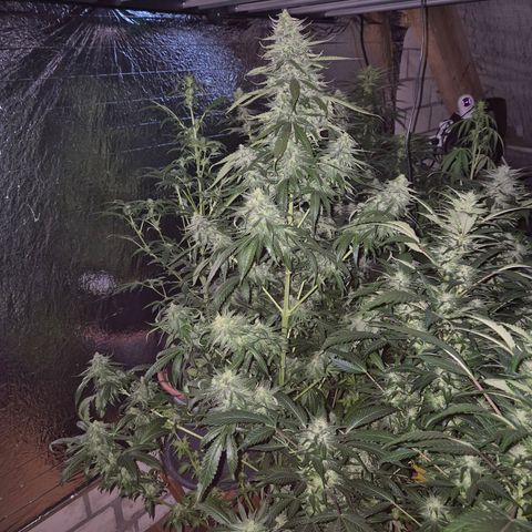 Black Domina 💃 growlog timeline photo