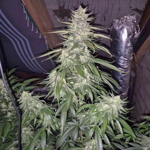 Black Domina 💃 growlog timeline photo