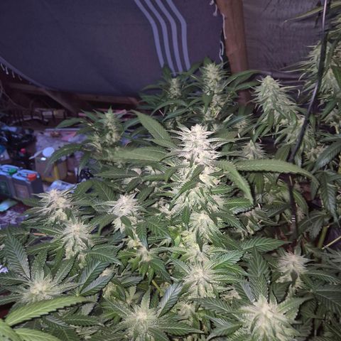 Moby 🍆  growlog timeline photo
