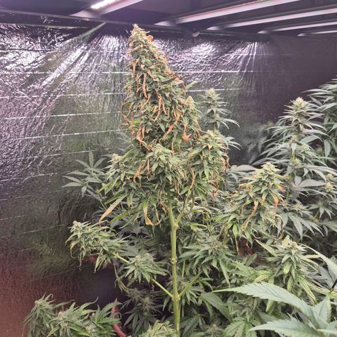 Black Domina 💃 growlog photo: Von sa auf so nicht da gewesen- und dann das😳