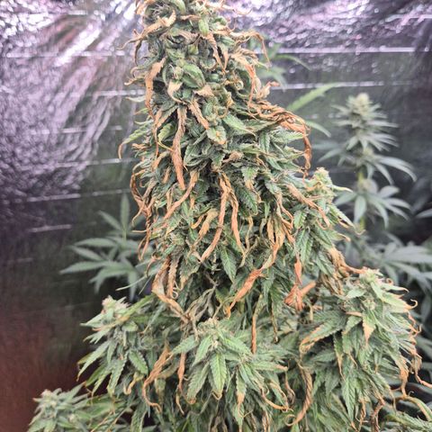 Black Domina 💃 growlog photo: Von sa auf so nicht da gewesen- und dann das😳