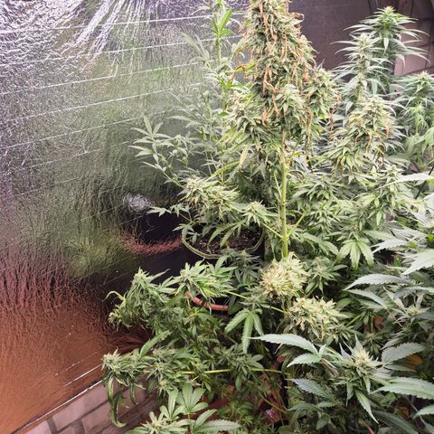 Black Domina 💃 growlog photo: Von sa auf so nicht da gewesen- und dann das😳