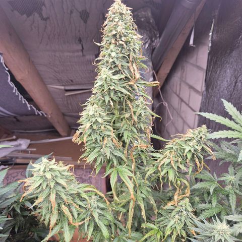 Black Domina 💃 growlog timeline photo