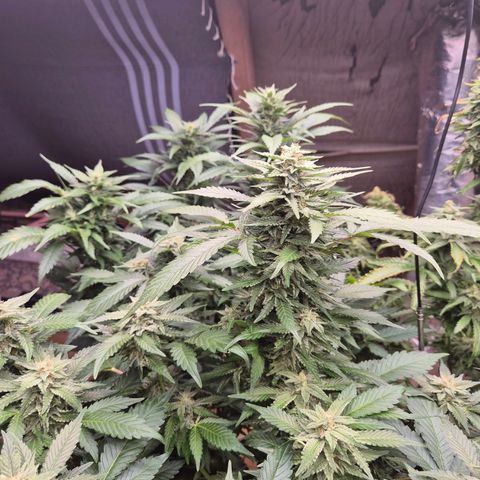 Moby 🍆  growlog timeline photo