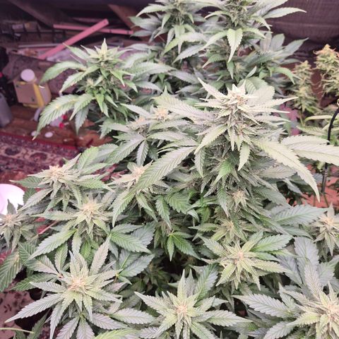 Moby 🍆  growlog timeline photo
