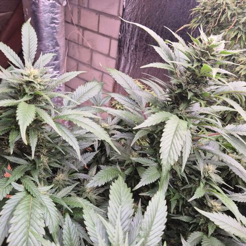 Moby 🍆  growlog timeline photo