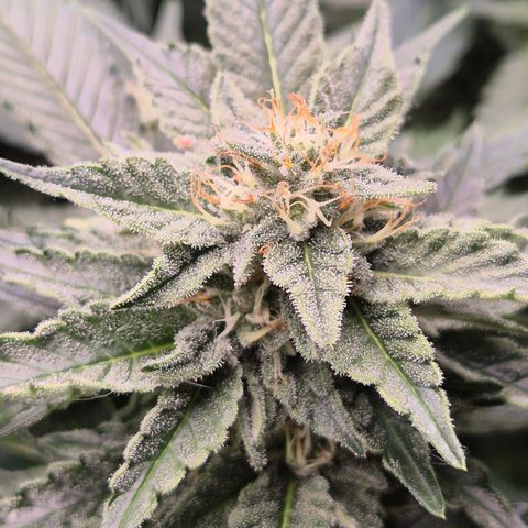Moby 🍆  growlog timeline photo