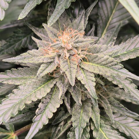 Moby 🍆  growlog timeline photo