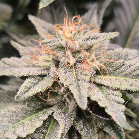 Moby 🍆  growlog timeline photo