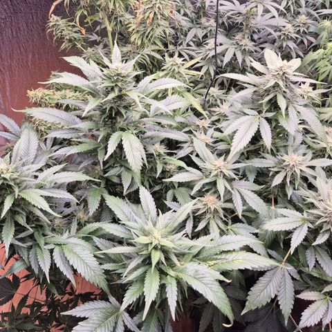 Moby 🍆  growlog timeline photo