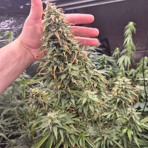Black Domina 💃 growlog timeline photo