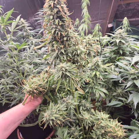 Black Domina 💃 growlog timeline photo